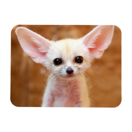 Kutest Baby Animals | Fennec Fox Magneet (Horizontaal)