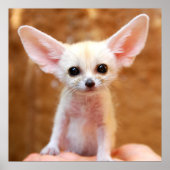 Kutest Baby Animals | Fennec Fox Poster (Voorkant)