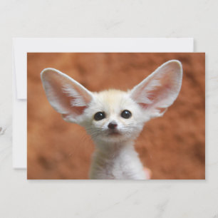 Kutest Baby Animals   Fennec Fox Pup Bedankkaart