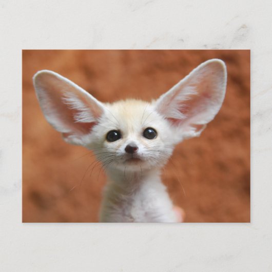 Kutest Baby Animals | Fennec Fox Pup Briefkaart (Voorkant)