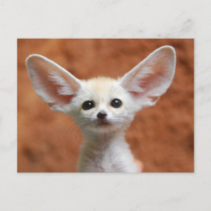 Kutest Baby Animals   Fennec Fox Pup Briefkaart