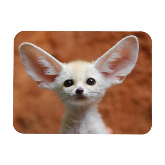 Kutest Baby Animals | Fennec Fox Pup Magneet (Horizontaal)