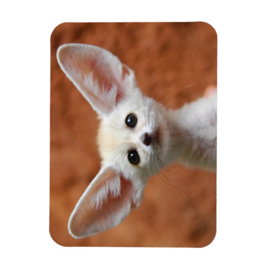 Kutest Baby Animals | Fennec Fox Pup Magneet (Verticaal)