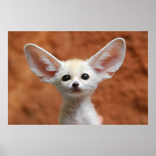 Kutest Baby Animals | Fennec Fox Pup Poster (Voorkant)