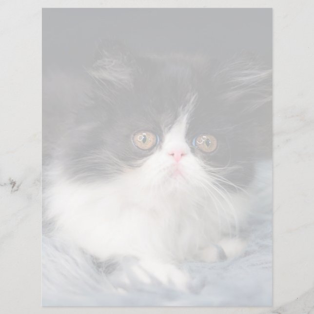 Kutest Baby Animals | Fluffy B&W Kitten (Voorkant)