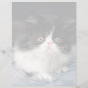 Kutest Baby Animals Fluffy B&W Kitten
