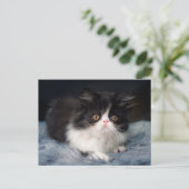 Kutest Baby Animals | Fluffy B&W Kitten Briefkaart (Staand voorkant)
