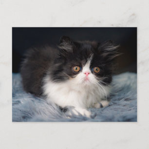 Kutest Baby Animals   Fluffy B&W Kitten Briefkaart