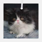 Kutest Baby Animals | Fluffy B&W Kitten Glas Ornament (Achterkant)