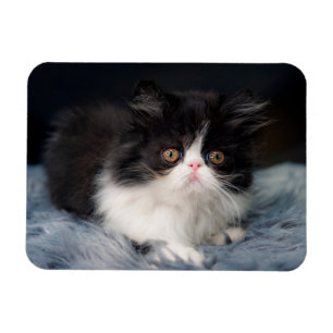 Kutest Baby Animals   Fluffy B&W Kitten Magneet