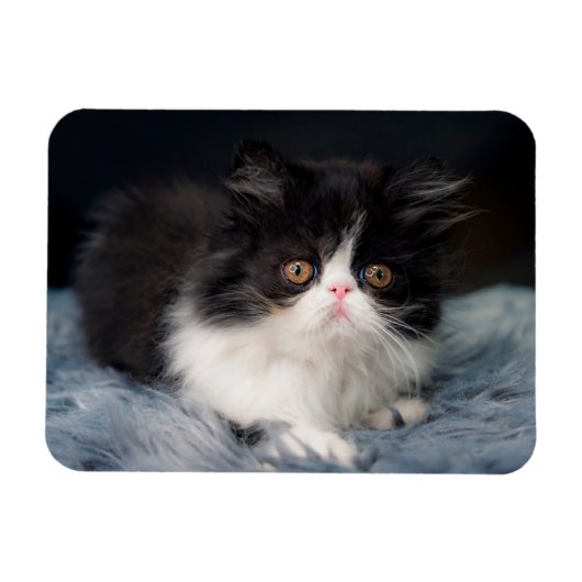 Kutest Baby Animals | Fluffy B&W Kitten Magneet (Horizontaal)
