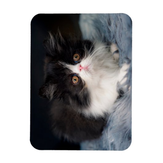 Kutest Baby Animals | Fluffy B&W Kitten Magneet (Verticaal)