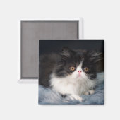 Kutest Baby Animals | Fluffy B&W Kitten Magneet (Voorkant / Achterkant)