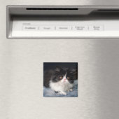 Kutest Baby Animals | Fluffy B&W Kitten Magneet (Insitu (Vaatwasser))