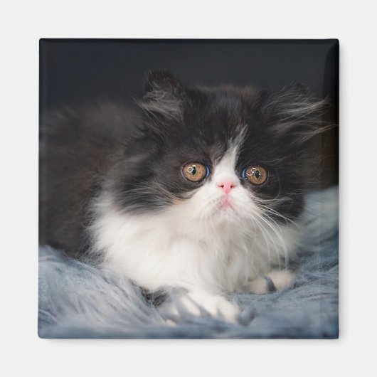 Kutest Baby Animals | Fluffy B&W Kitten Magneet (Voorkant)