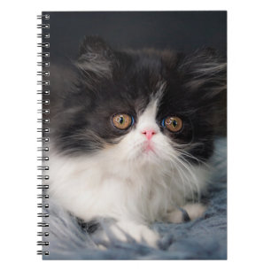 Kutest Baby Animals   Fluffy B&W Kitten Notitieboek