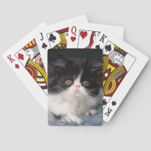 Kutest Baby Animals   Fluffy B&W Kitten Pokerkaarten