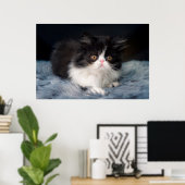 Kutest Baby Animals | Fluffy B&W Kitten Poster (Thuiskantoor)