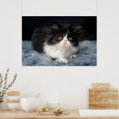 Kutest Baby Animals | Fluffy B&W Kitten Poster (Keuken)