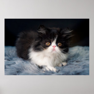 Kutest Baby Animals   Fluffy B&W Kitten Poster