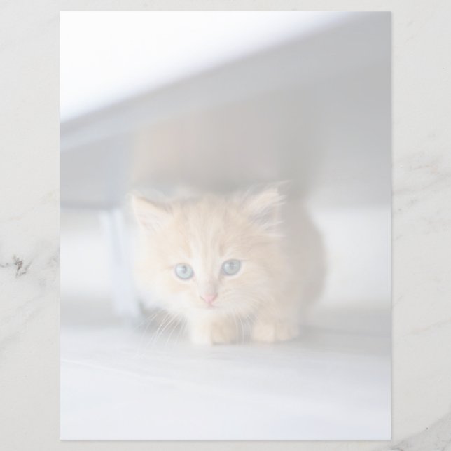 Kutest Baby Animals | Fluffy Oranje Kitten (Voorkant)