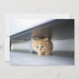 Kutest Baby Animals Fluffy Oranje Kitten Bedankkaart