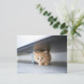 Kutest Baby Animals | Fluffy Oranje Kitten Briefkaart (Staand voorkant)