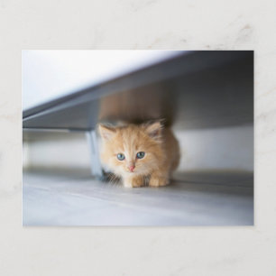 Kutest Baby Animals   Fluffy Oranje Kitten Briefkaart