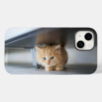 Kutest Baby Animals | Fluffy Oranje Kitten