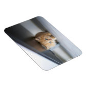 Kutest Baby Animals | Fluffy Oranje Kitten Magneet (Rechterzijde)