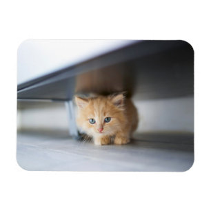 Kutest Baby Animals   Fluffy Oranje Kitten Magneet