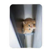 Kutest Baby Animals | Fluffy Oranje Kitten Magneet (Verticaal)