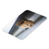 Kutest Baby Animals | Fluffy Oranje Kitten Magneet (Linkerzijde)