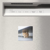 Kutest Baby Animals | Fluffy Oranje Kitten Magneet (Insitu (Vaatwasser))