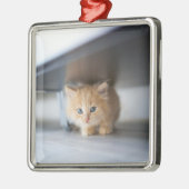 Kutest Baby Animals | Fluffy Oranje Kitten Metalen Ornament (Links)