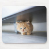 Kutest Baby Animals | Fluffy Oranje Kitten Muismat (Voorkant)