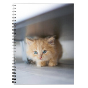 Kutest Baby Animals Fluffy Oranje Kitten Notitieboek