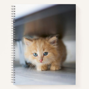 Kutest Baby Animals Fluffy Oranje Kitten Notitieboek