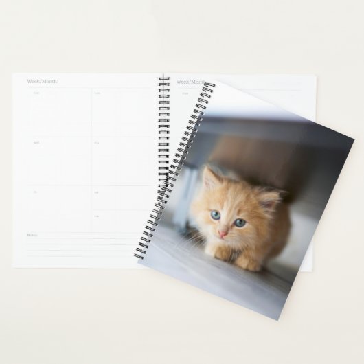 Kutest Baby Animals | Fluffy Oranje Kitten Planner (Display)