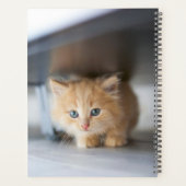 Kutest Baby Animals | Fluffy Oranje Kitten Planner (Achterkant)