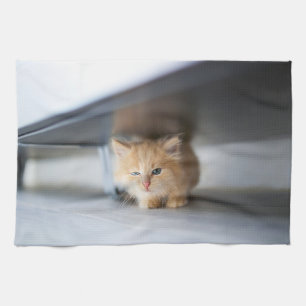 Kutest Baby Animals   Fluffy Oranje Kitten Theedoek