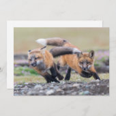 Kutest Baby Animals | Fox-jongen bij afspelen Bedankkaart (Voorkant / Achterkant)