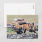 Kutest Baby Animals | Fox-jongen bij afspelen Briefkaart (Voorkant / Achterkant)