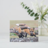 Kutest Baby Animals | Fox-jongen bij afspelen Briefkaart (Staand voorkant)