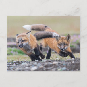Kutest Baby Animals   Fox-jongen bij afspelen Briefkaart