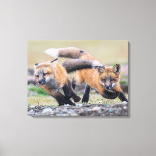 Kutest Baby Animals   Fox-jongen bij afspelen Canvas Afdruk