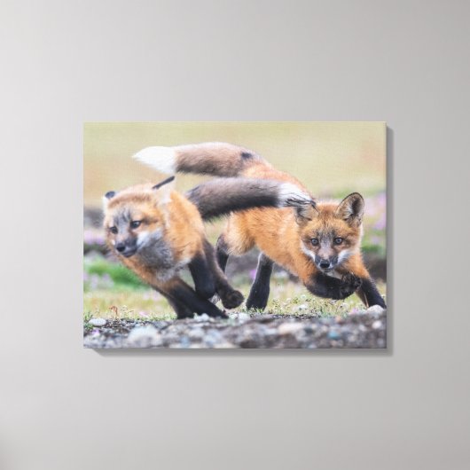 Kutest Baby Animals | Fox-jongen bij afspelen Canvas Afdruk (Voorkant)