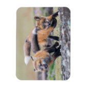 Kutest Baby Animals | Fox-jongen bij afspelen Magneet (Verticaal)