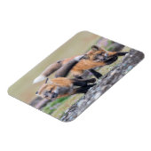 Kutest Baby Animals | Fox-jongen bij afspelen Magneet (Linkerzijde)