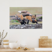 Kutest Baby Animals | Fox-jongen bij afspelen Poster (Keuken)